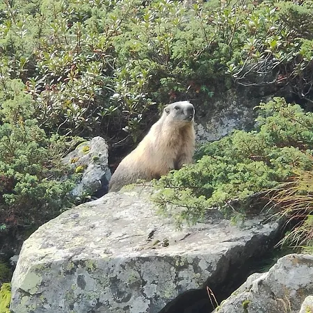 Stabentheiner Appartamento